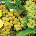 Pinot Blanc szl